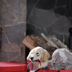 Bilder Santa Buddies - Auf der Suche nach Santa Pfote