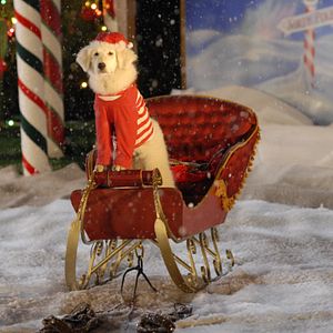 Bilder Santa Buddies - Auf der Suche nach Santa Pfote