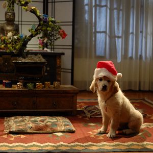 Bilder Santa Buddies - Auf der Suche nach Santa Pfote