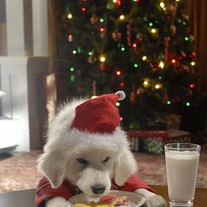 Bilder Santa Buddies - Auf der Suche nach Santa Pfote