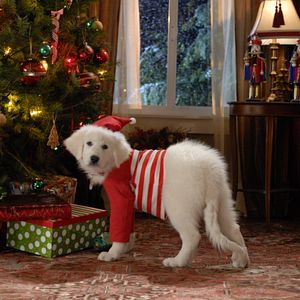 Bilder Santa Buddies - Auf der Suche nach Santa Pfote