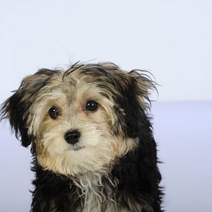 Bilder Santa Buddies - Auf der Suche nach Santa Pfote