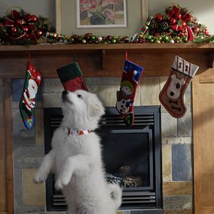 Bilder Santa Buddies - Auf der Suche nach Santa Pfote