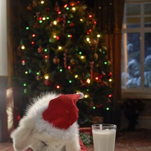 Bilder Santa Buddies - Auf der Suche nach Santa Pfote