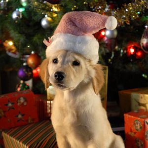 Bilder Santa Buddies - Auf der Suche nach Santa Pfote