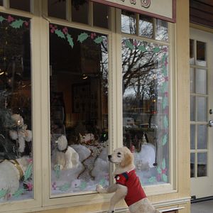 Bilder Santa Buddies - Auf der Suche nach Santa Pfote