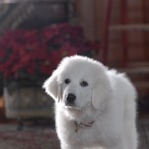 Bilder Santa Buddies - Auf der Suche nach Santa Pfote