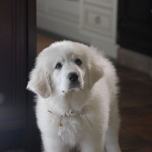 Bilder Santa Buddies - Auf der Suche nach Santa Pfote