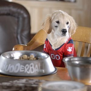 Bilder Santa Buddies - Auf der Suche nach Santa Pfote