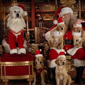Bilder Santa Buddies - Auf der Suche nach Santa Pfote