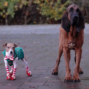 Bilder Santa Buddies - Auf der Suche nach Santa Pfote
