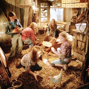 Bilder Die wilden Hühner