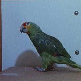 Bilder Zwei Asse trumpfen auf