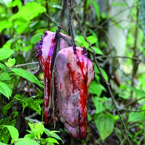 Bilder Cannibals - Welcome To The Jungle