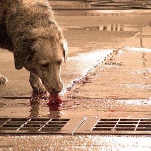 Bilder Perro come perro