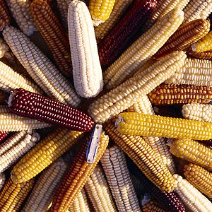 Bilder Good Food, Bad Food - Anleitung für eine bessere Landwirtschaft