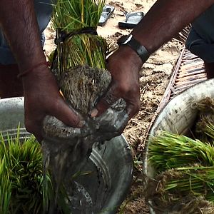 Bilder Good Food, Bad Food - Anleitung für eine bessere Landwirtschaft