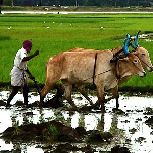 Bilder Good Food, Bad Food - Anleitung für eine bessere Landwirtschaft