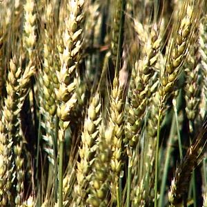 Bilder Good Food, Bad Food - Anleitung für eine bessere Landwirtschaft