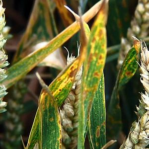 Bilder Good Food, Bad Food - Anleitung für eine bessere Landwirtschaft