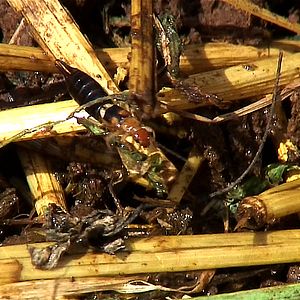 Bilder Good Food, Bad Food - Anleitung für eine bessere Landwirtschaft