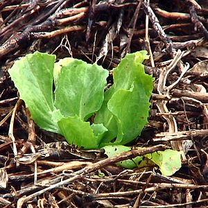 Bilder Good Food, Bad Food - Anleitung für eine bessere Landwirtschaft