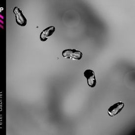 Bilder Peter Gabriel