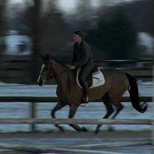 Bilder Ein Leben für die Pferde