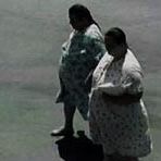 Bilder How Much Wood Would A Woodchuck Chuck