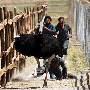 Bilder Das Lied der Sperlinge