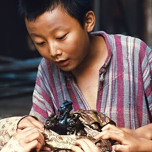 Bilder Tiger Team - Der Berg der 1000 Drachen