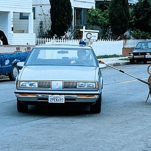 Bilder Beasley the Dog