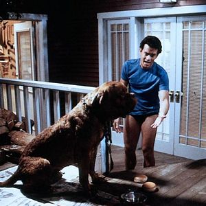 Bilder Beasley the Dog