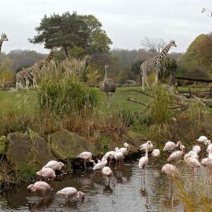 Bilder Tierärztin Dr. Mertens
