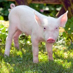 Bilder Rennschwein Rudi Rüssel