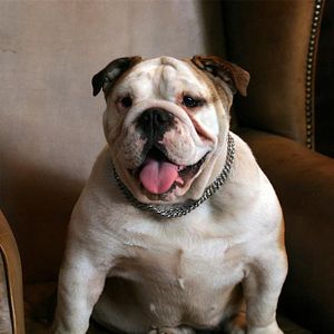 Bilder Party Animals 2