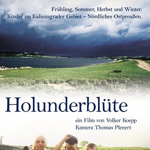 Bilder Holunderblüte