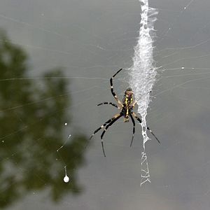 Bilder Dismal - Der Höllensumpf