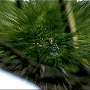 Bilder Unter Wölfen