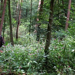 Bilder Zarte Parasiten