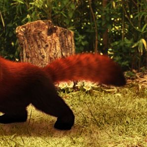 Bilder Flöckchen - Die großen Abenteuer des kleinen weißen Gorillas!