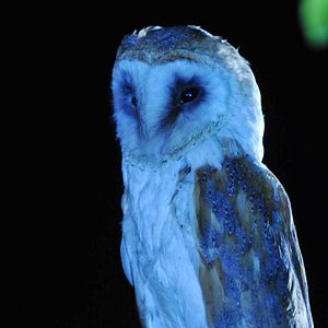 Bilder Olatunde Osunsanmi