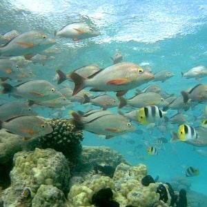 Bilder The Ultimate Wave Tahiti 3D