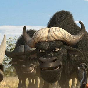 Bilder Konferenz der Tiere