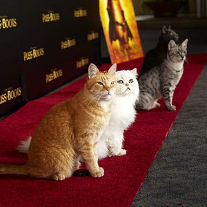 Bilder Der gestiefelte Kater