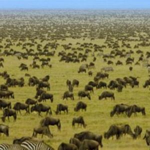 Bilder Serengeti