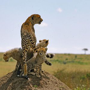 Bilder Serengeti