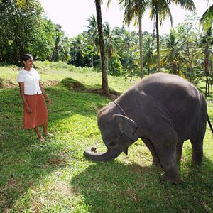 Bilder Chandani und ihr Elefant