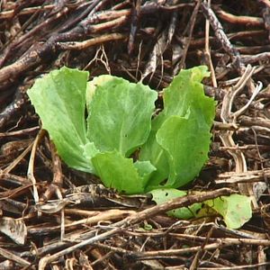 Bilder Good Food, Bad Food - Anleitung für eine bessere Landwirtschaft