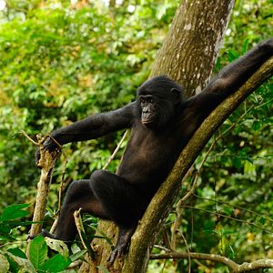 Bilder Benny - Allein im Wald